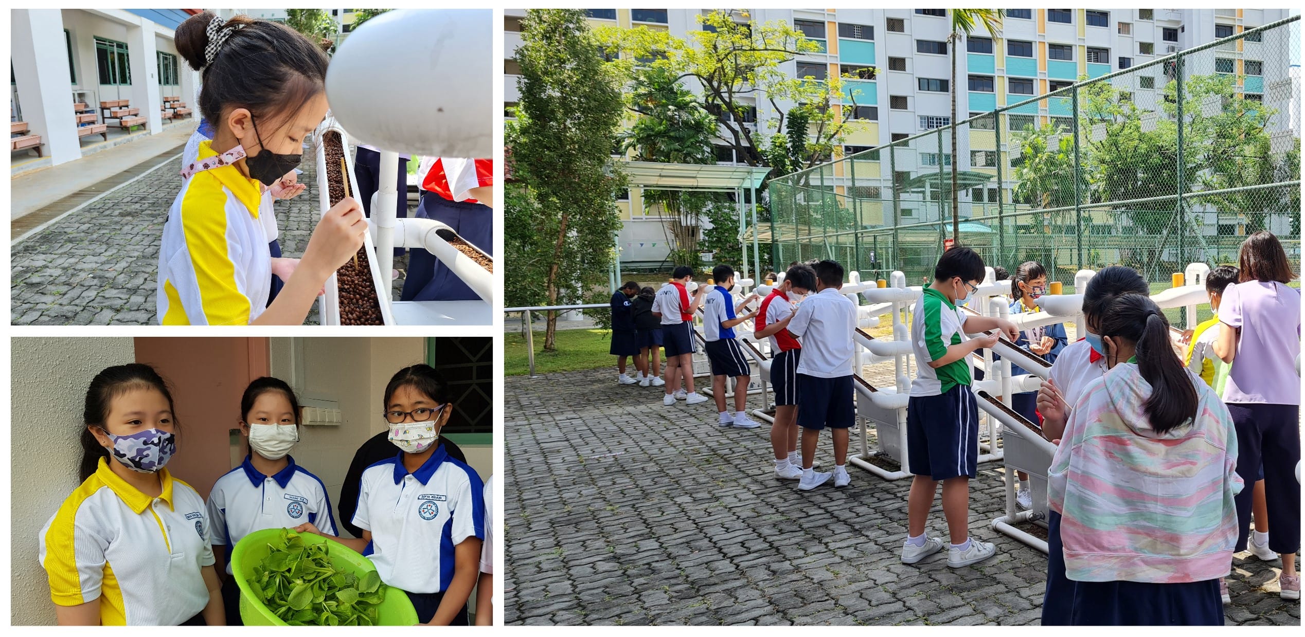 Masked school children in uniforms tend to pipe-based hydroponic garden structures outdoors, and hold a bowl of harvested greens.